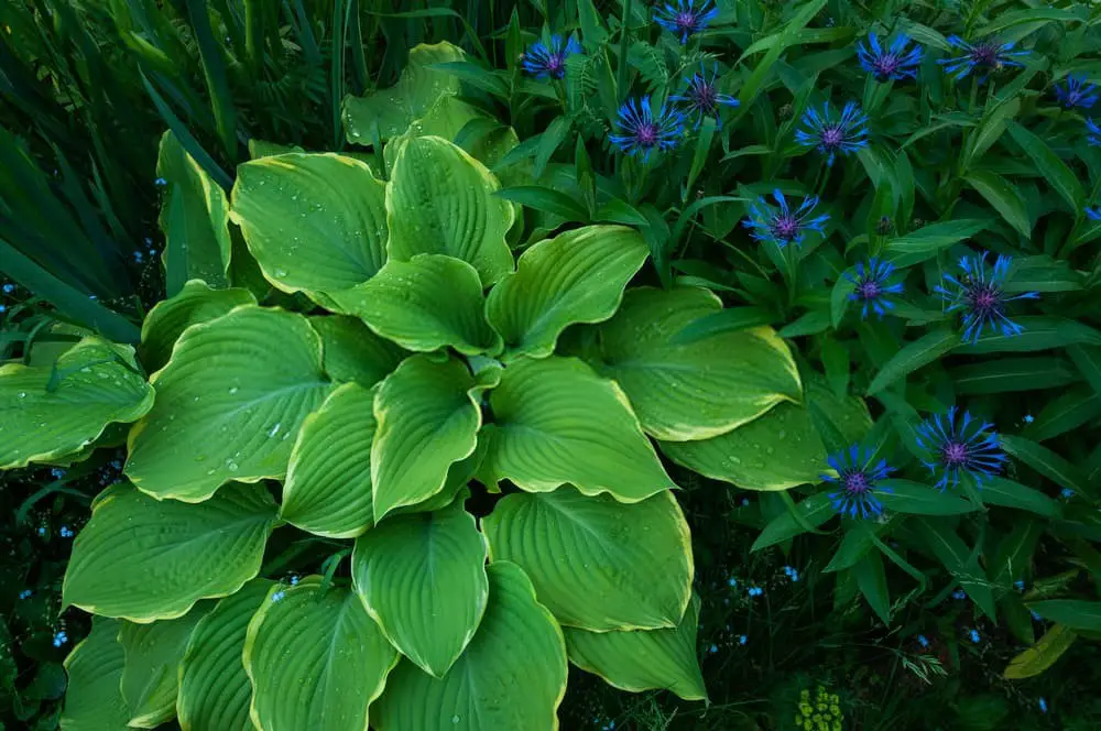 Gold Standard hosta