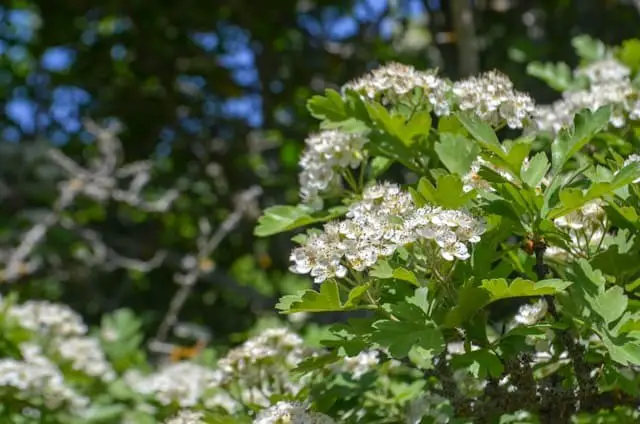 Alyssum