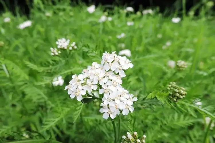 #1. Yarrow (Achillea)