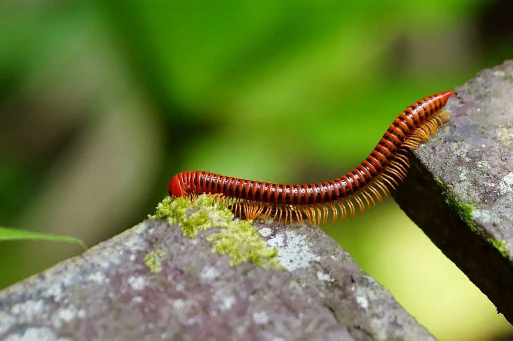 Millipedes