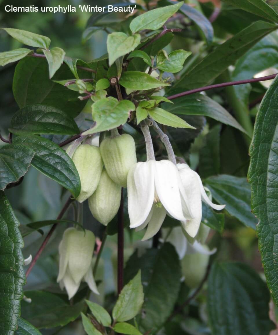 Winter Flowering Clematis