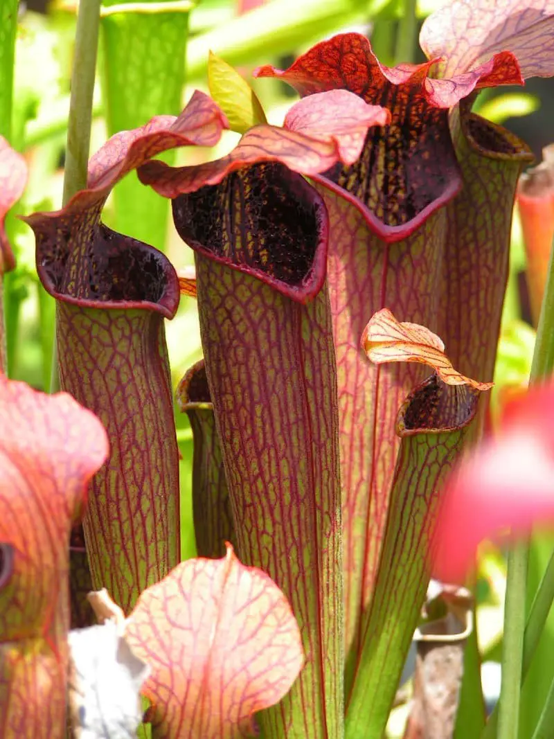 Ahles Pitcher Plant (Sarracenia ahlesii).