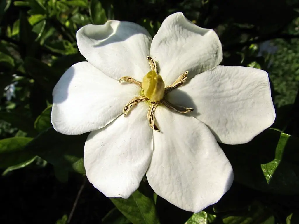 Gardenia thunbergia