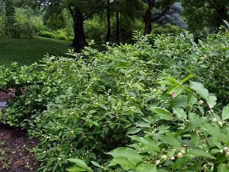 Southern Gentleman Winterberry (Ilex verticillata ‘Southern Gentleman’)