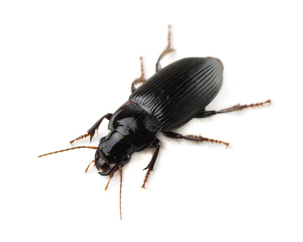 Ground Beetles