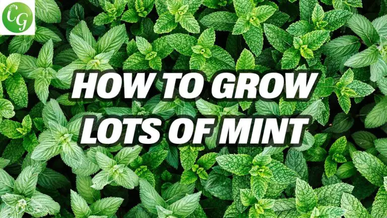 How To Choose Mint And How To Grow It