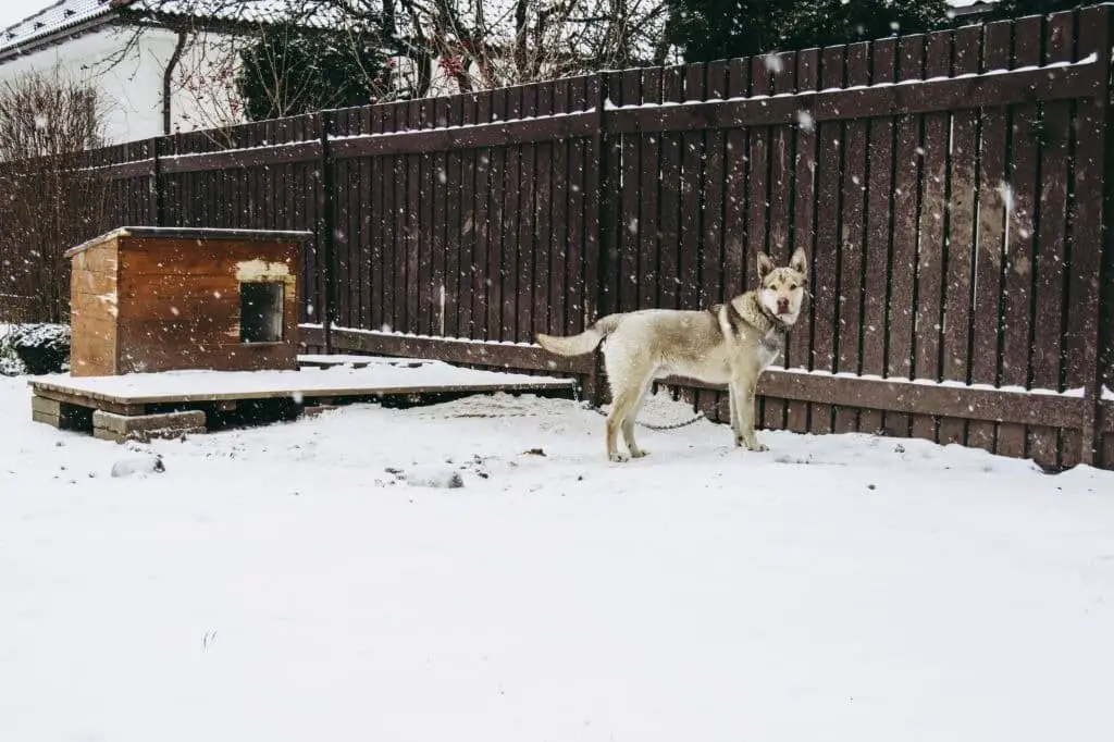 Wood fence ideas for dogs