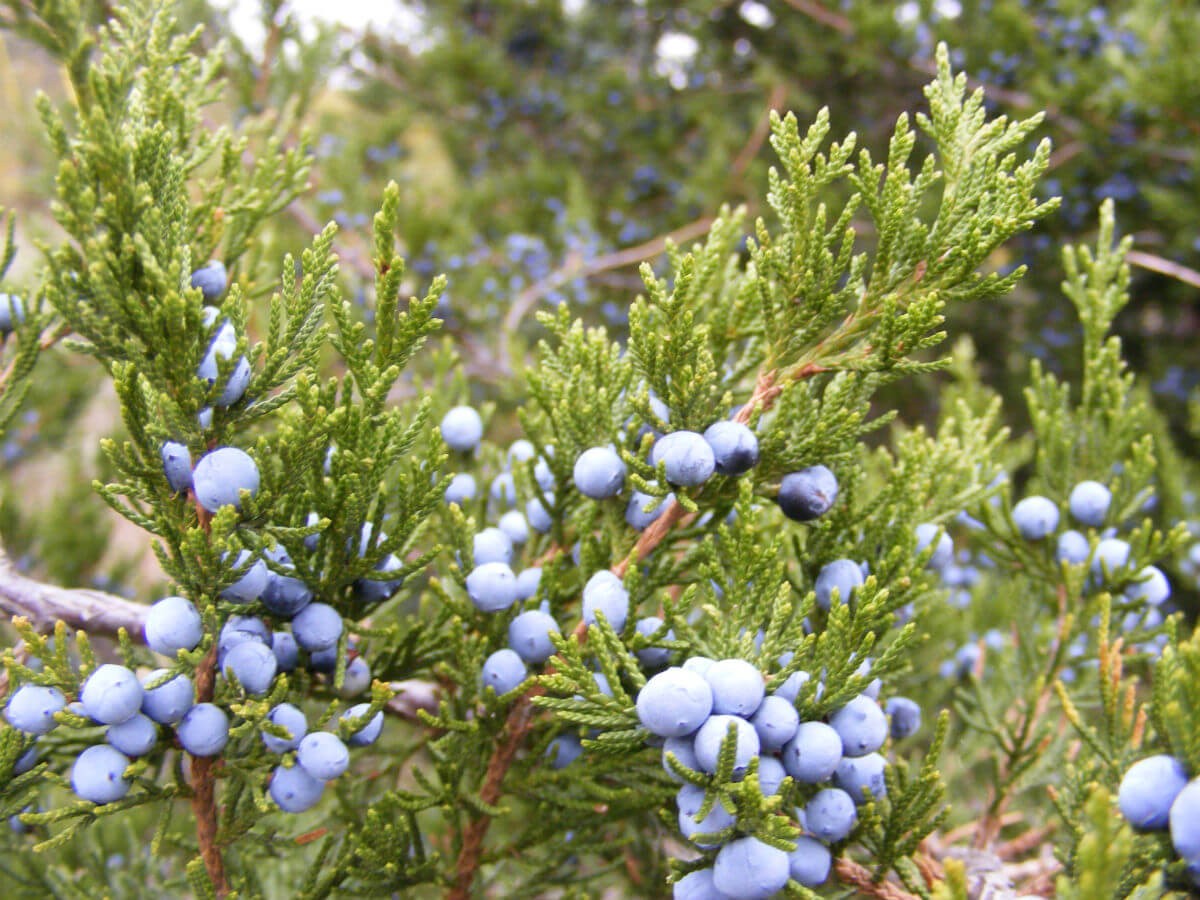 #2. Juniper (Juniperus)