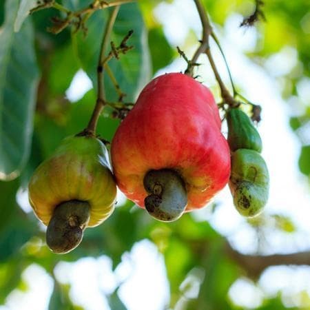 Cashew trees.