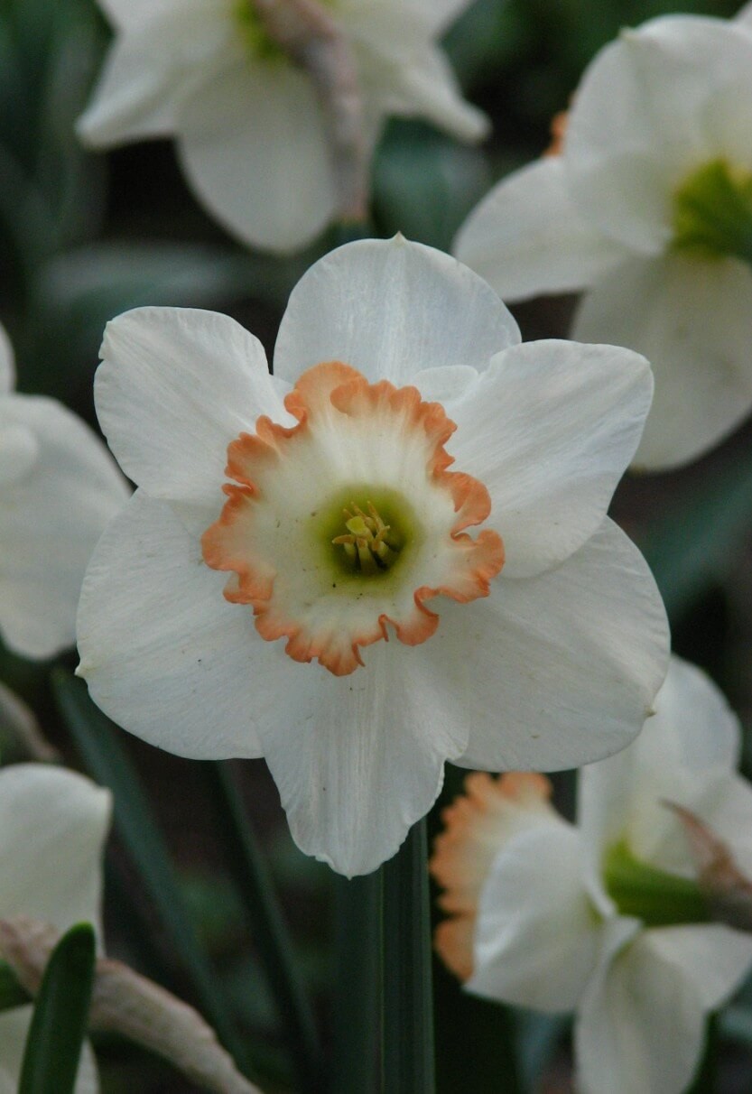 Large-Cupped Daffodils (Narcissus ‘Carlton’)