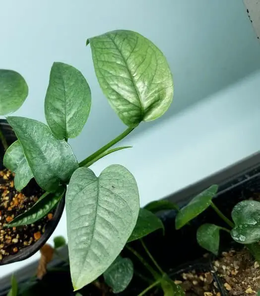 Cebu Blue Pothos (Epipremnum pinnatum ‘Cebu Blue’)