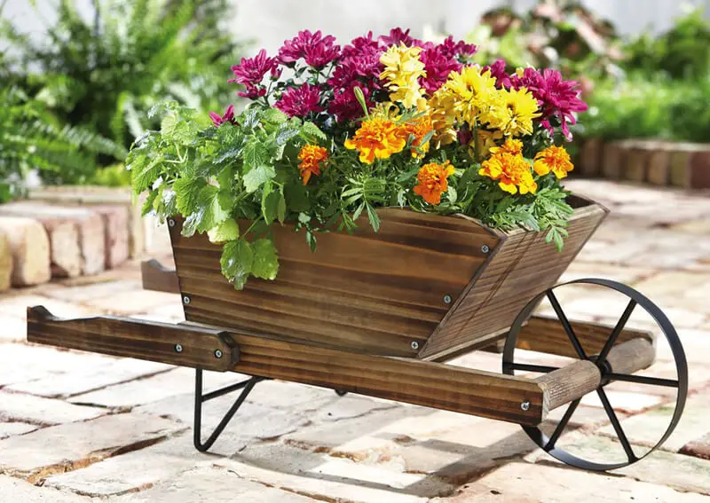 Ornamental wooden wheelbarrow for marigolds