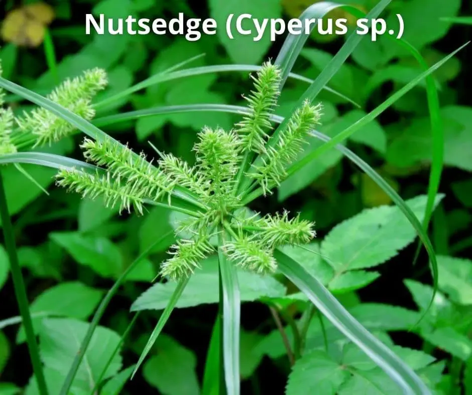 Nutsedge (Cyperus sp.)