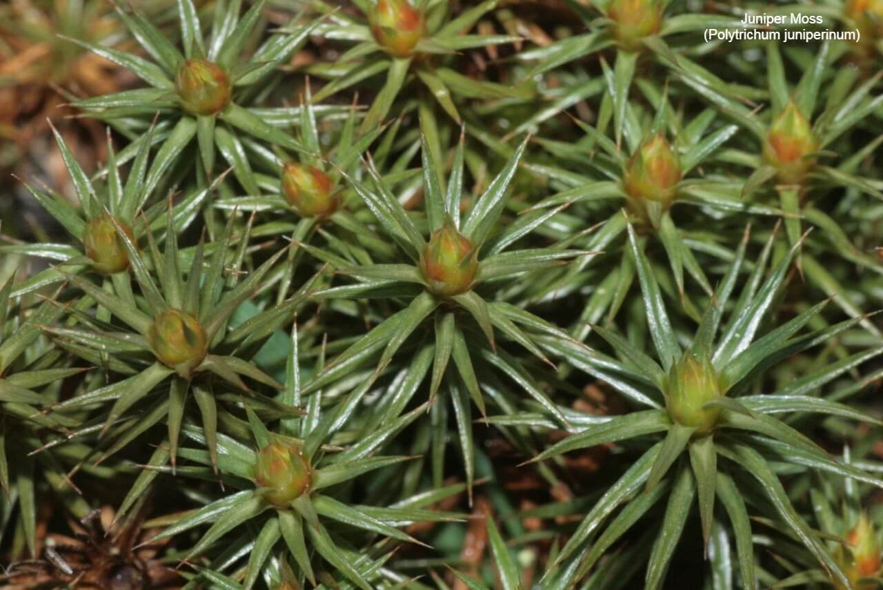 Juniper Moss (Polytrichum juniperinum)