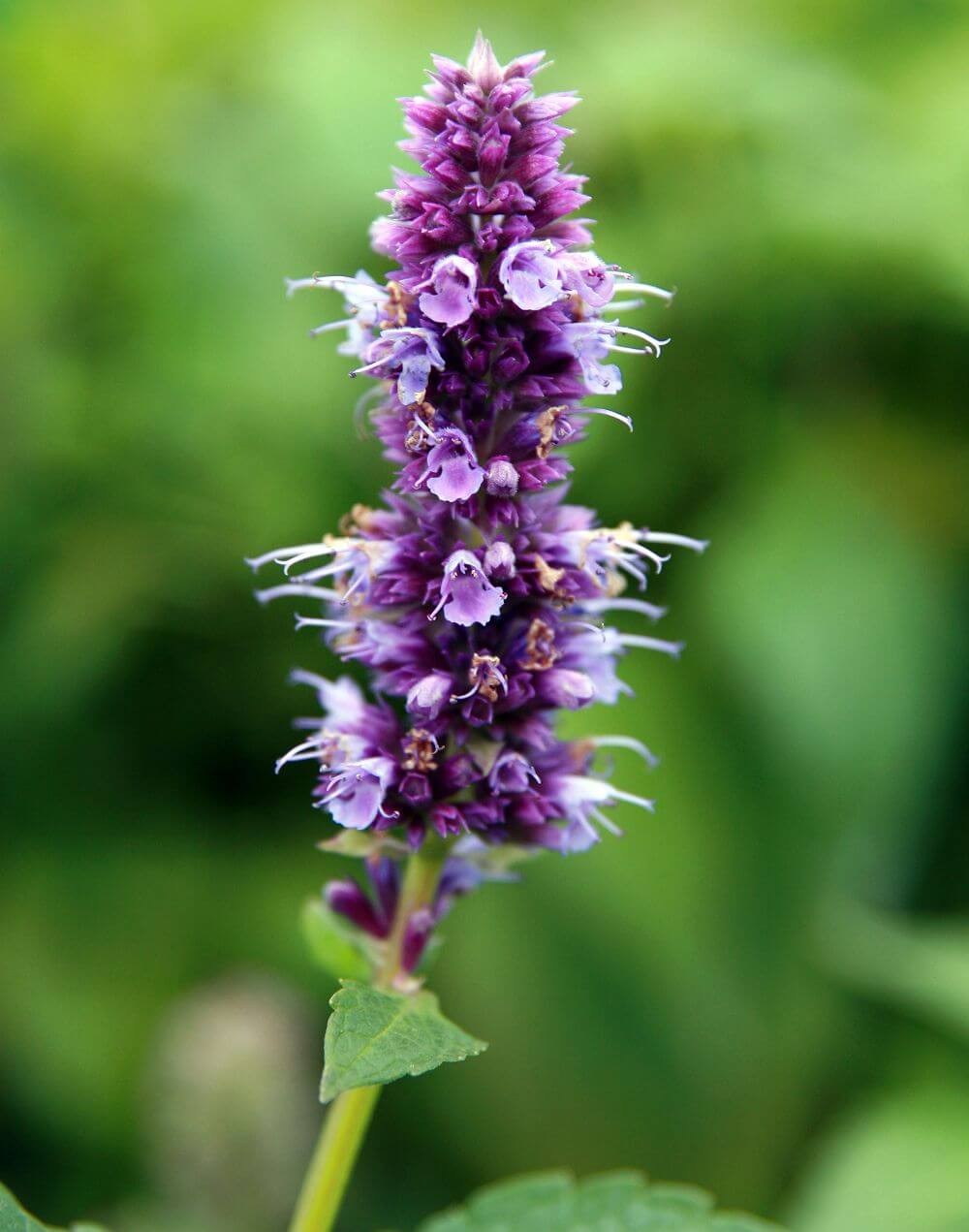 Favorite Agastache Blooms in Almost Any Color