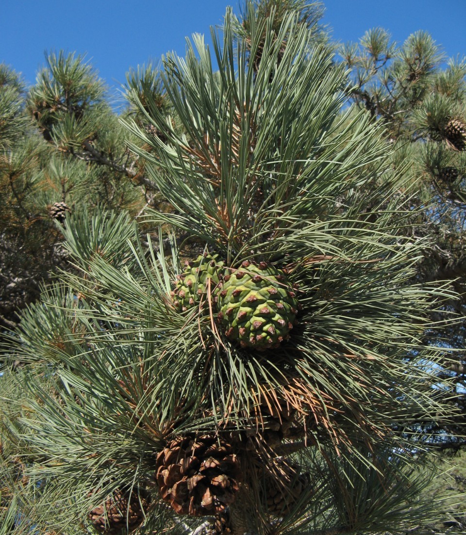 Torrey Pine (Pinus torreyana)