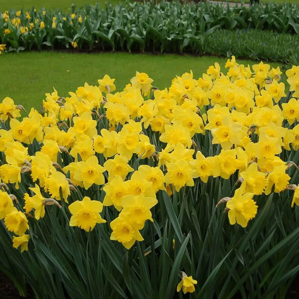 King Alfred Yellow Daffodils