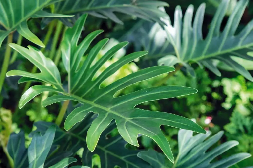 Philodendron