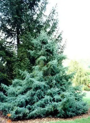 Glehn’s spruce (Picea glehnii)