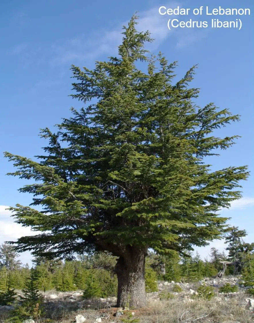 Cedar of Lebanon (Cedrus libani)