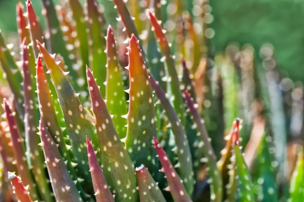 Aloe Aculeata.