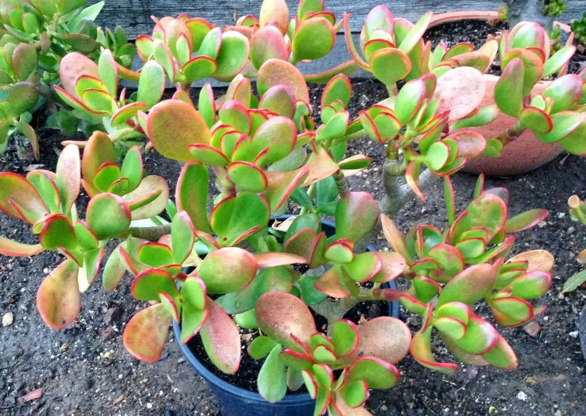 Crassula Ovata Ruby