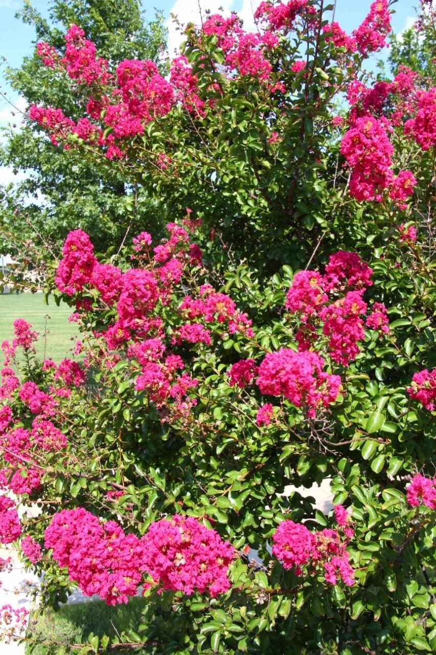 Crepe myrtles trees (Lagerstroemia)