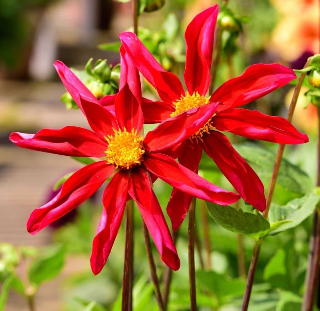 Dahlia ‘Honka Red’.