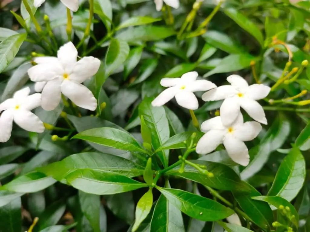 Gardenia jasminoides ‘Pinwheel’