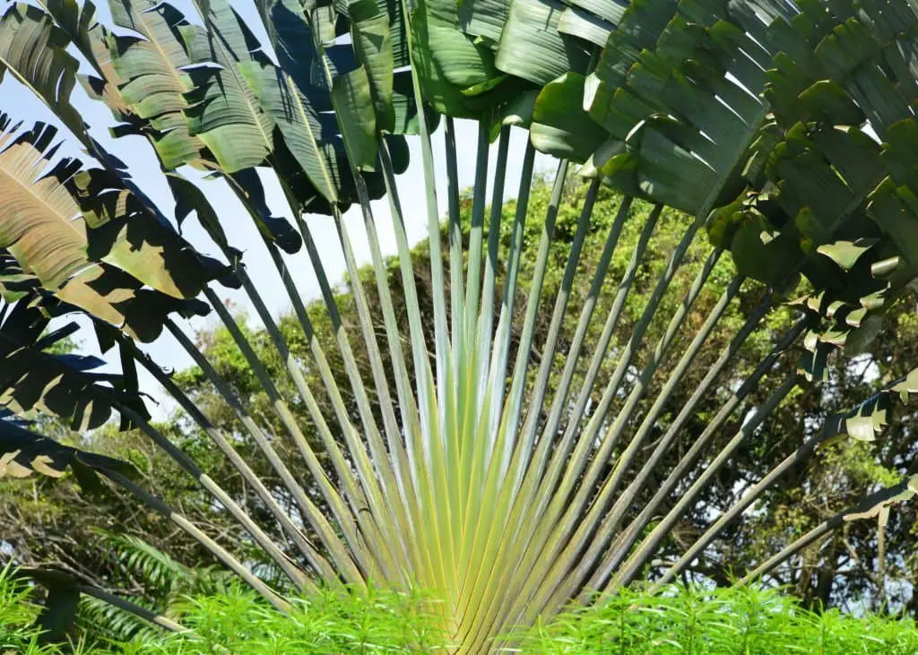 Travelers Palm (Ravenala Madagascariensis).