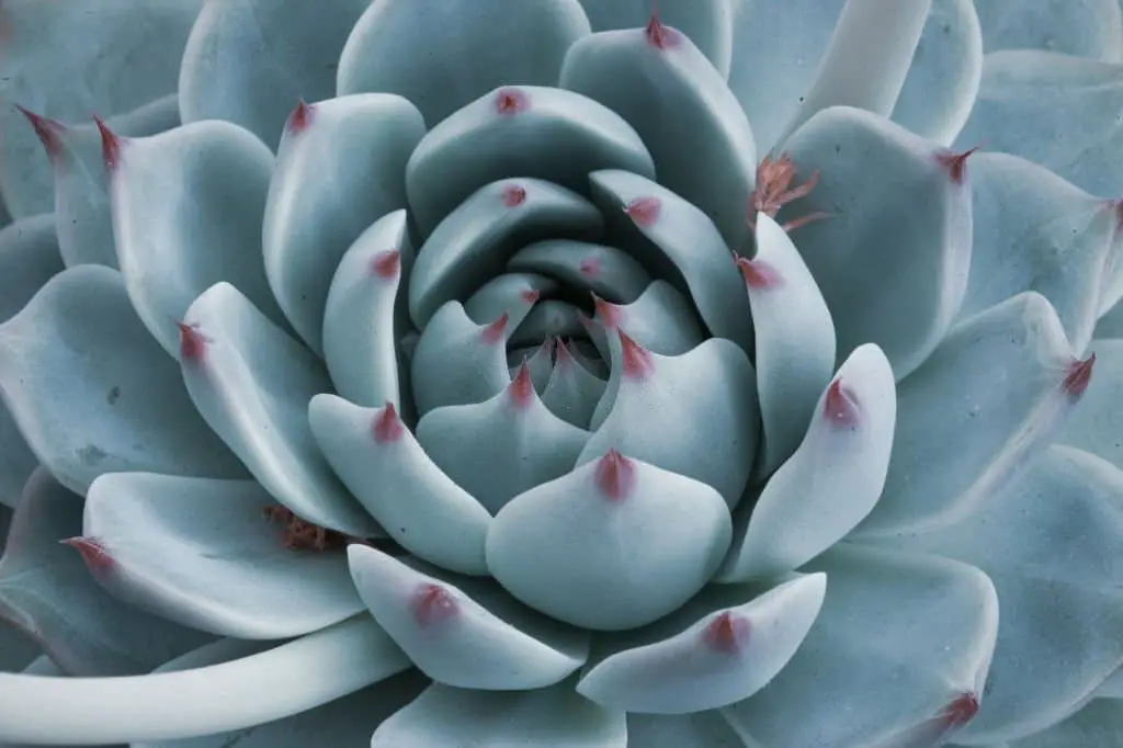 Echeveria ‘Blue Sky’.