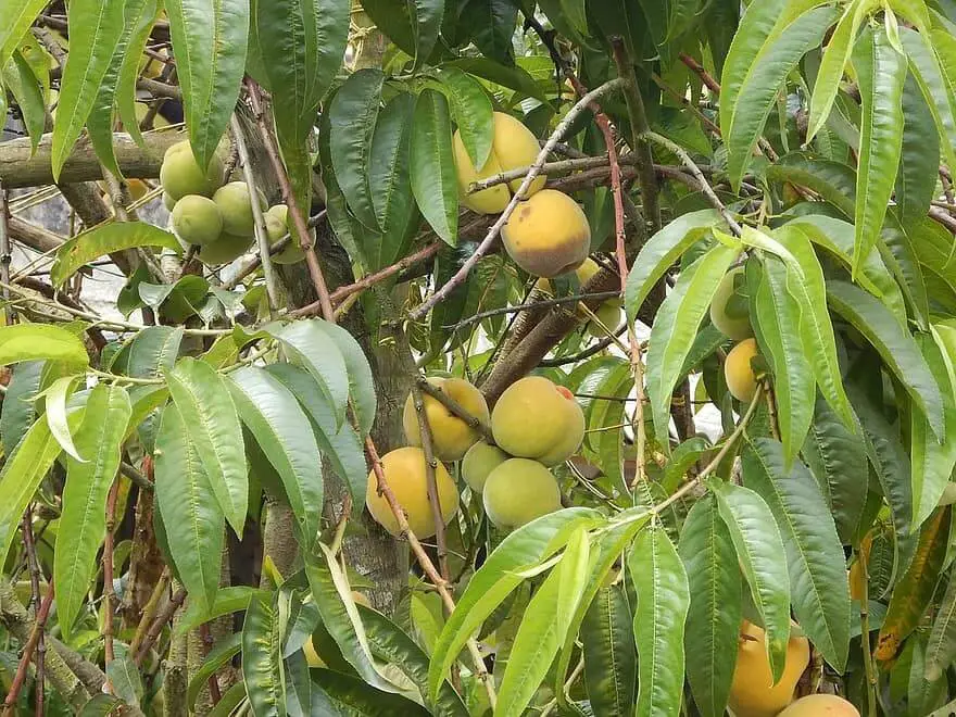 Fruit trees