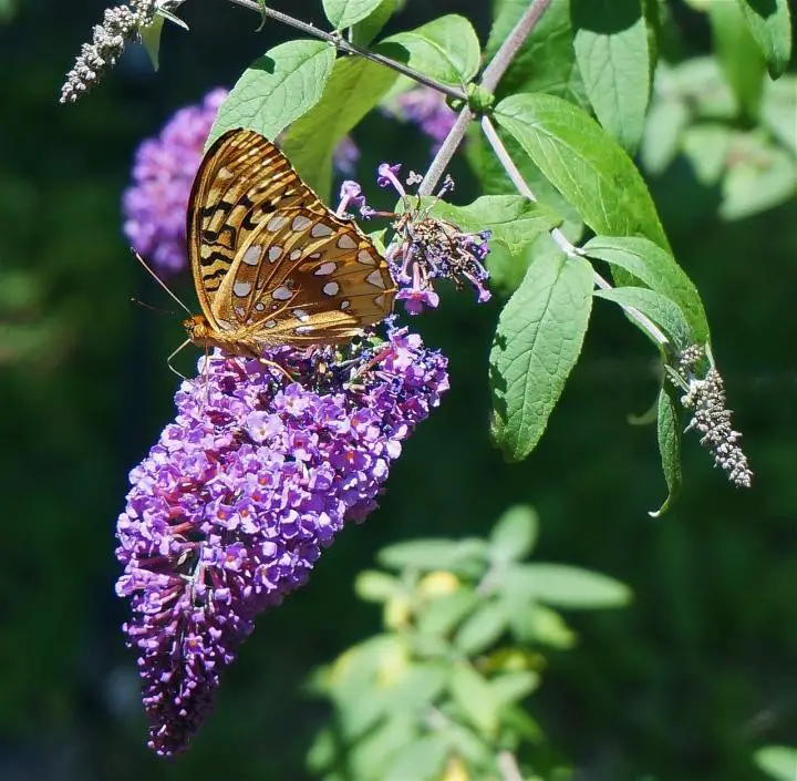 Butterfly Bushes Also Attract Birds