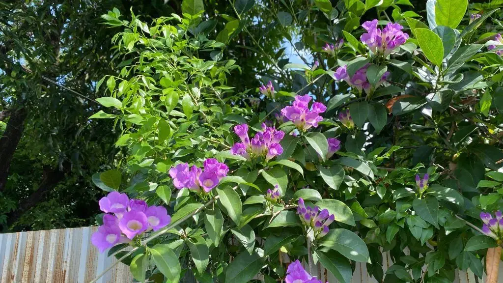 Garlic Vine (Mansoa alliacea).