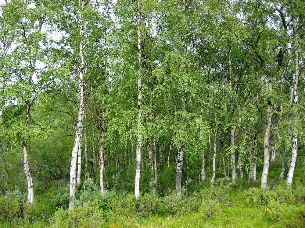 Bog Birch (Betula pumila)