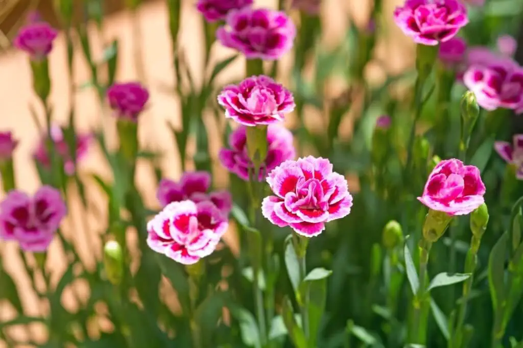 Carnation (Dianthus caryophyllus).