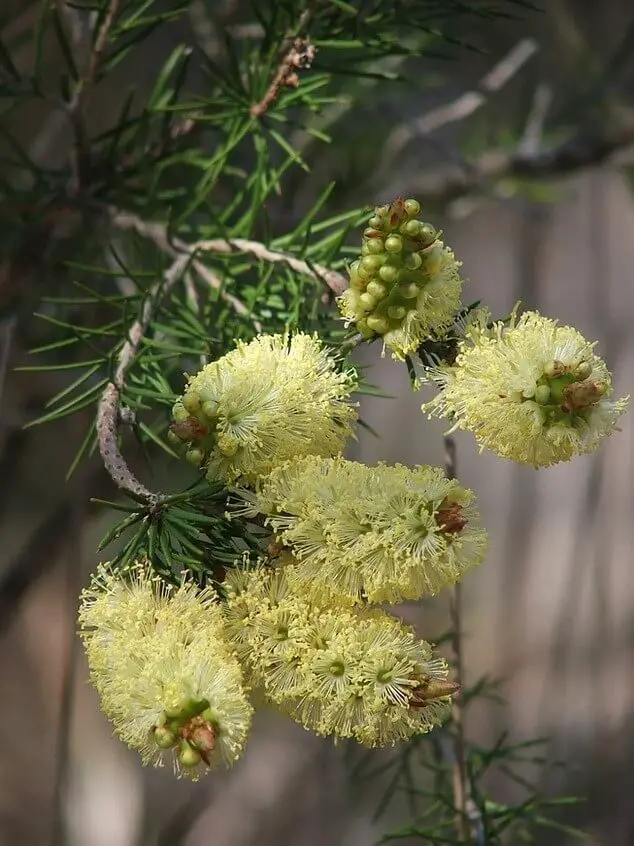 Alpine Bottlebrush (Melaleuca pityoides)