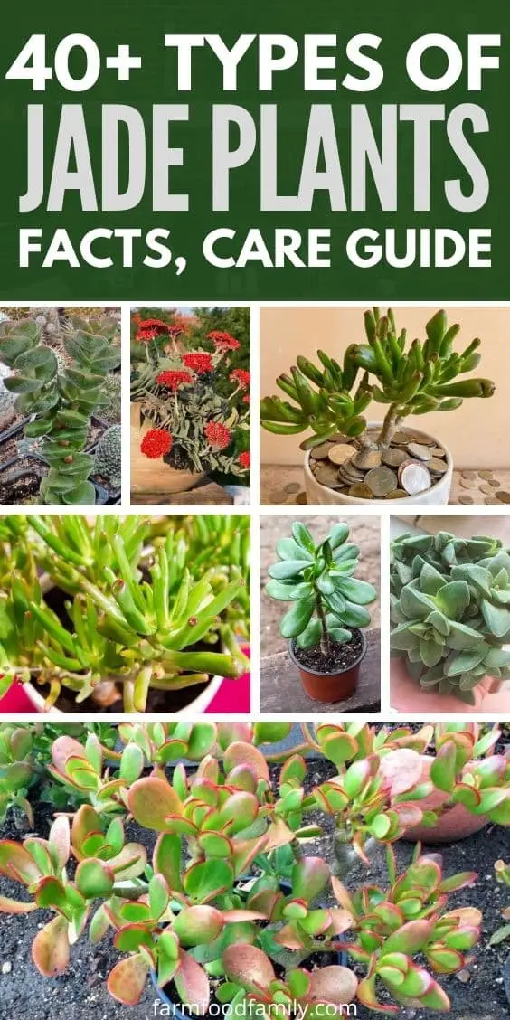 40+ Different Types Of Jade Plants (Crassula Ovata) With Pictures