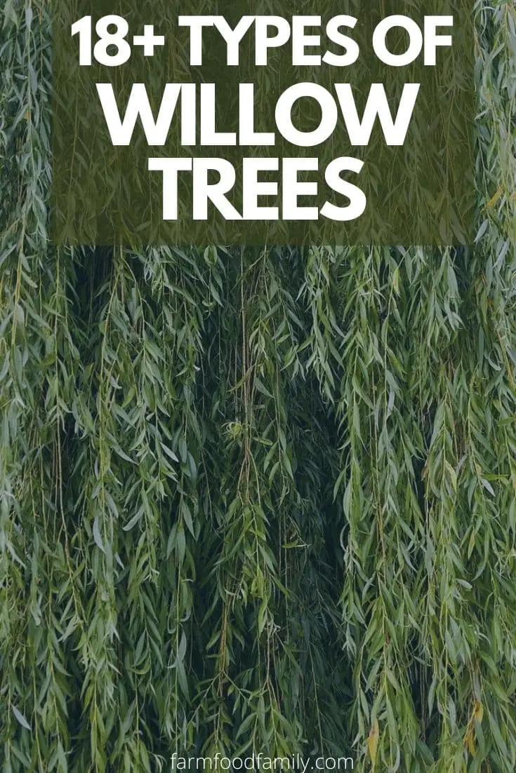 Types of willow trees