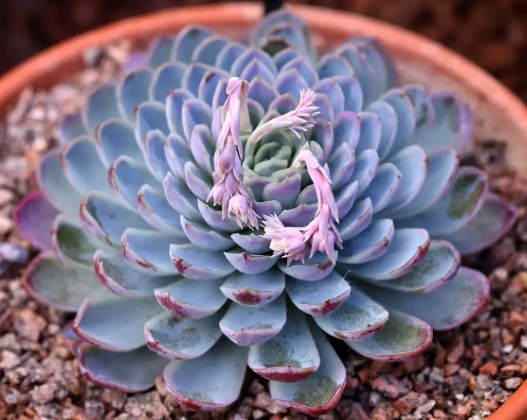 Echeveria glauca (The Blue Hens and Chicks)