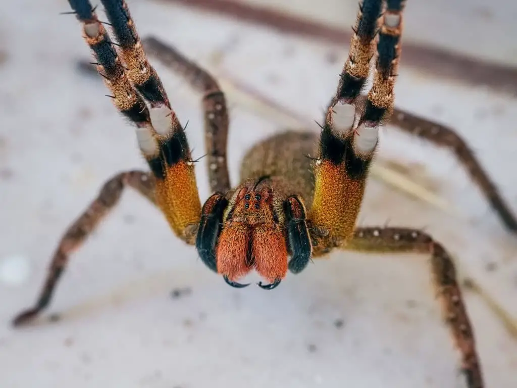 Brazilian Wandering Spiders (Phoneutria nigriventer)