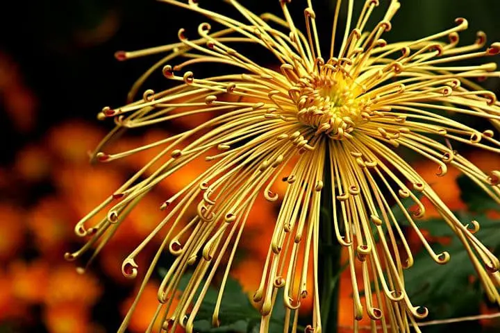 ‘Symphony’ Spider Mum (Symphony Chrysanthemum).