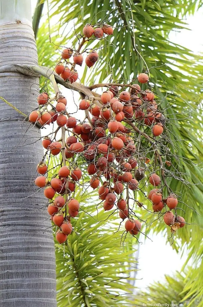 Foxtail Palm (Wodyetia bifurcata)