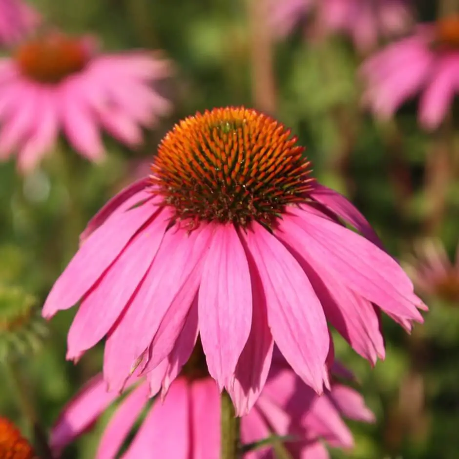 #4. Echinacea (Echinacea angustifolia, E. purpurea)