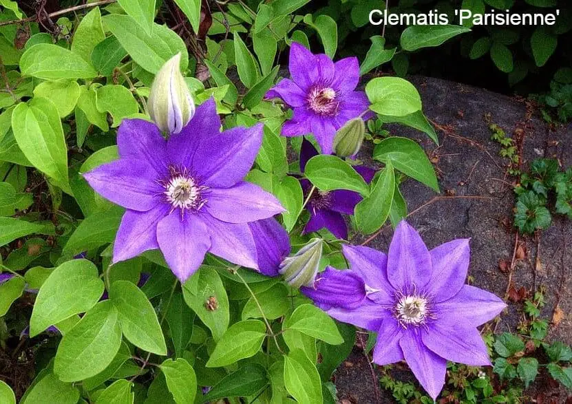 Late Summer Flowering Clematis