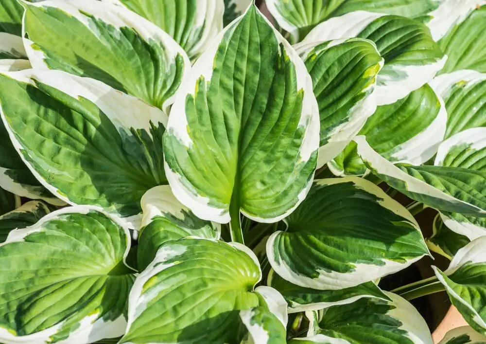 Hosta Minuteman