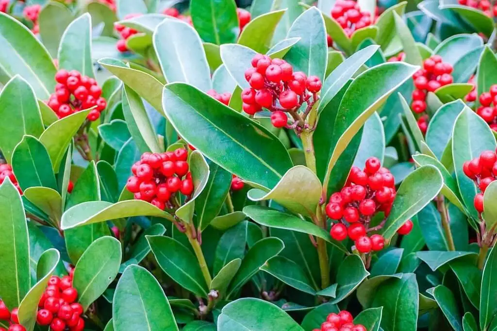 Small-Leaved Holly (Ilex canariensis)