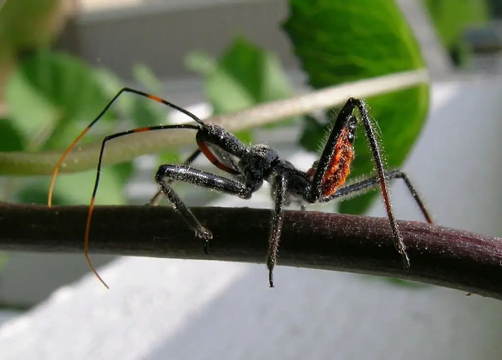 Assassin bugs (Family Reduviidae).