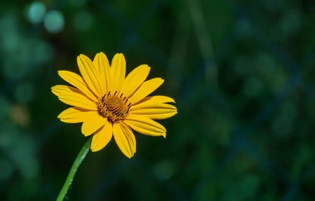 False Sunflower (Heliopsis helianthoides).