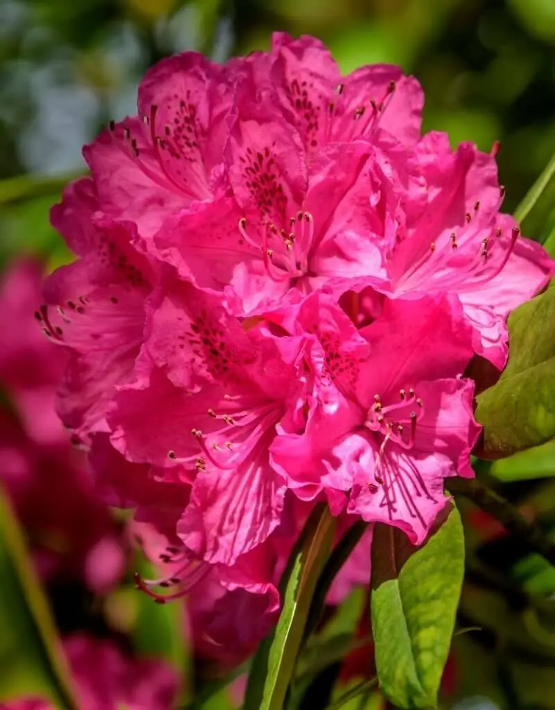 English Roseum Azalea (Rhododendron ‘English Roseum’)